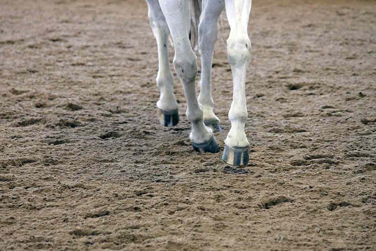 caldwell horse arena sand